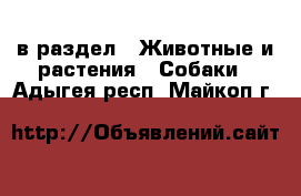  в раздел : Животные и растения » Собаки . Адыгея респ.,Майкоп г.